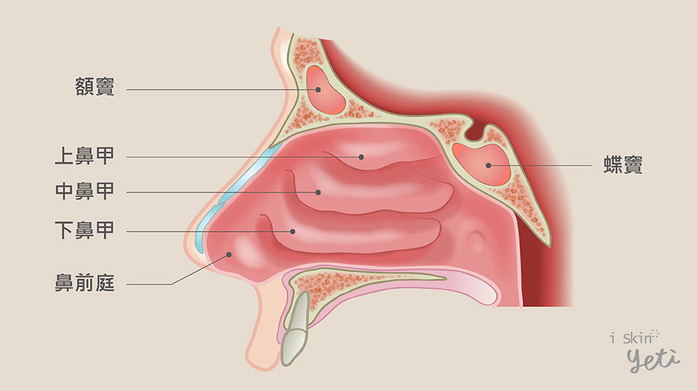 鼻塞解釋圖-iskinnose