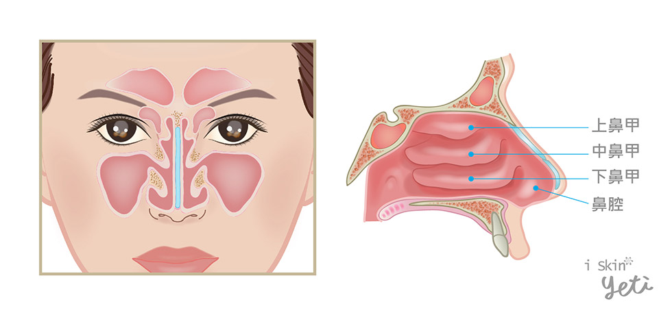 鼻腔內部及鼻甲圖-iskinnose
