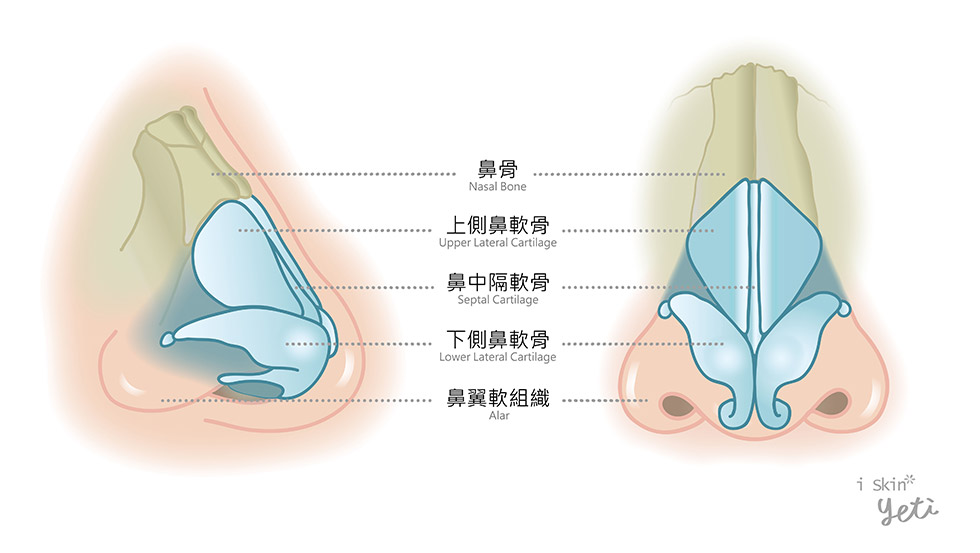 鼻中隔成因-鼻腔分段示意圖